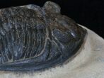Bumpy Zlichovaspis Trilobite - Great Eye Facets #3758-2